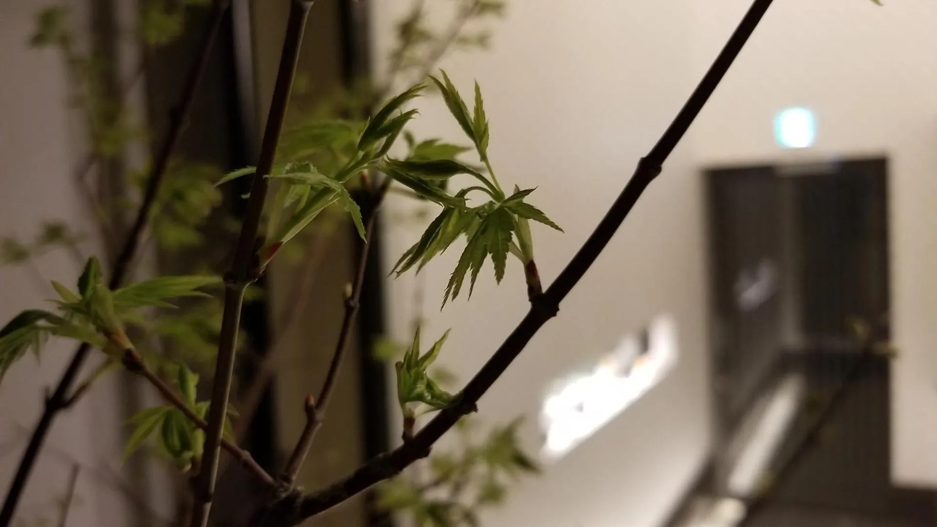 Kyoto - House - Vacation Stay 41844V 0*,  Japan